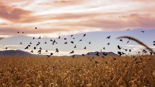 cornstalks-and-crows-linda-storm